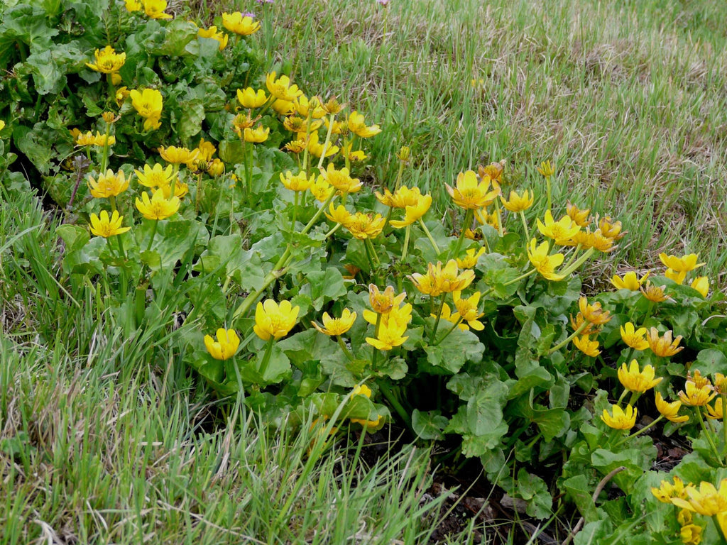 Caltha palustris polypetala