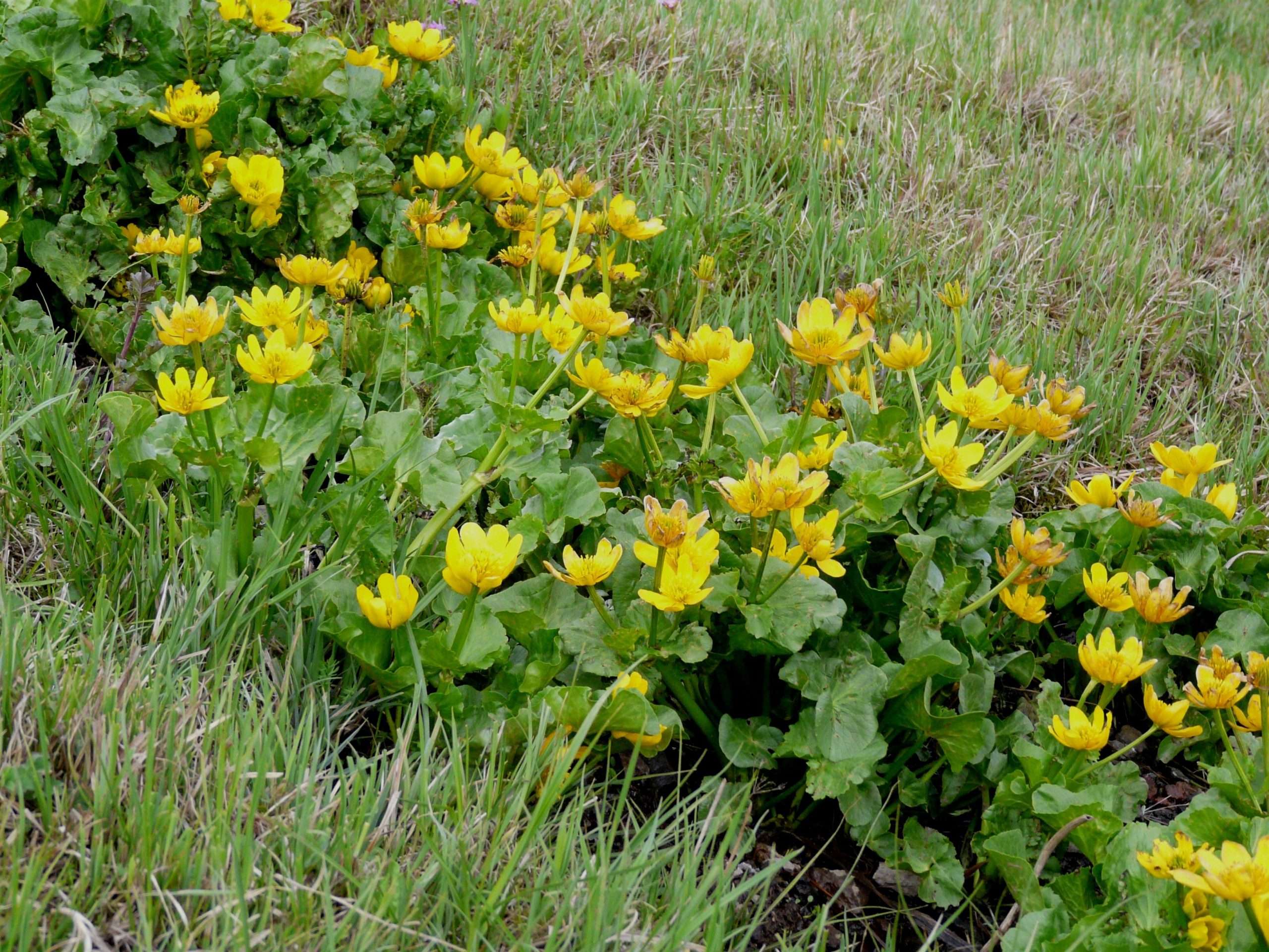 Caltha palustris polypetala