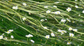 Ranunculus aquatilis - OX022