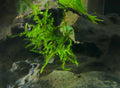 Fontinalis (Willow Moss) - OX007
