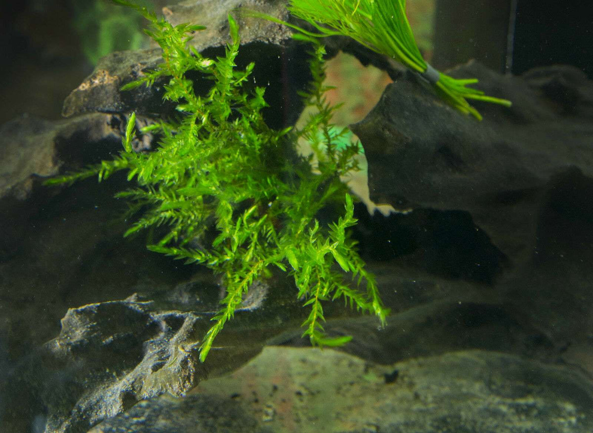 Fontinalis (Willow Moss) - OX007