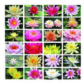 Pot Luck Water Lily - bareroot - Pond Plants