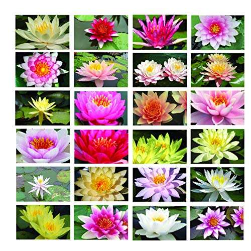 Pot Luck Water Lily - bareroot - Pond Plants