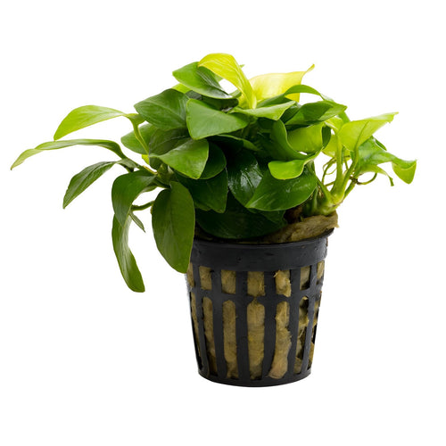 Anubias barteri var. nana 'Golden'