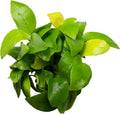 Anubias barteri var. nana 'Golden'