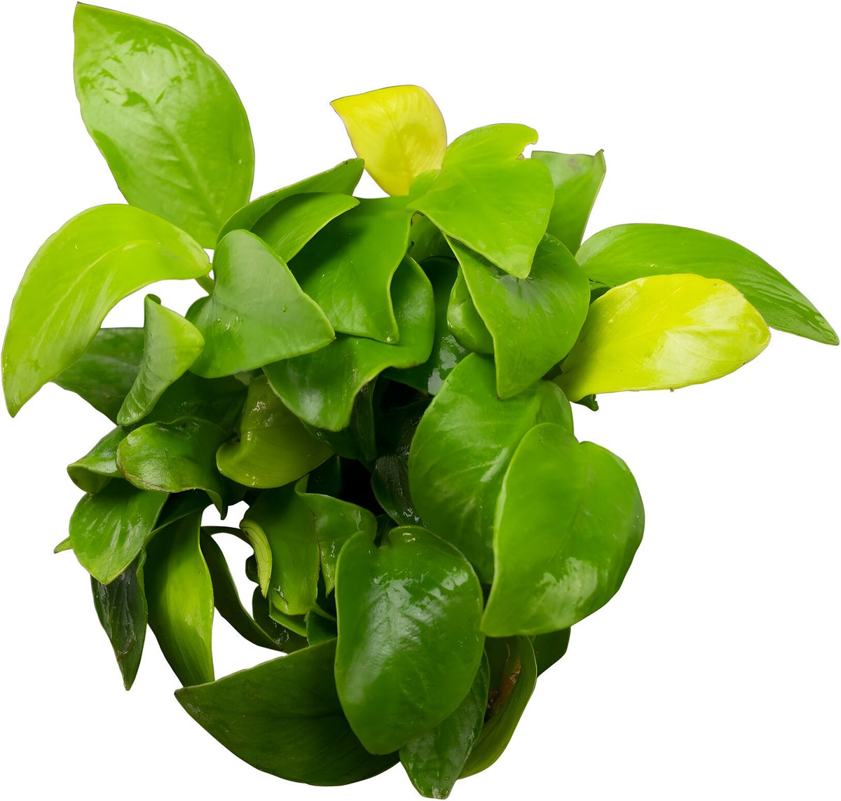 Anubias barteri var. nana 'Golden'