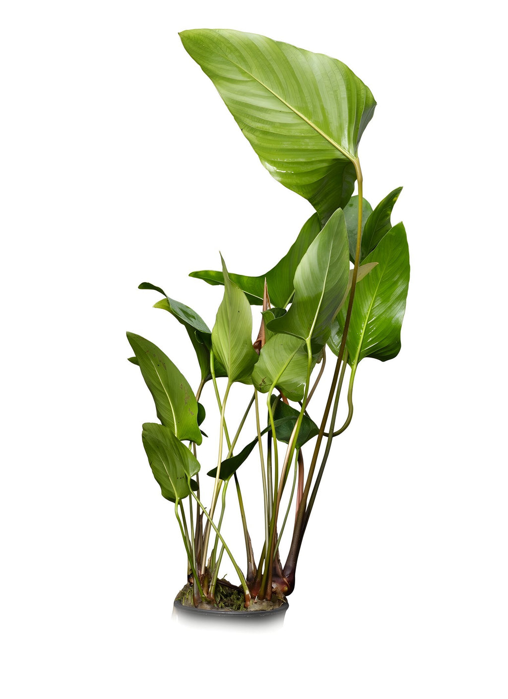 Anubias hastifolia