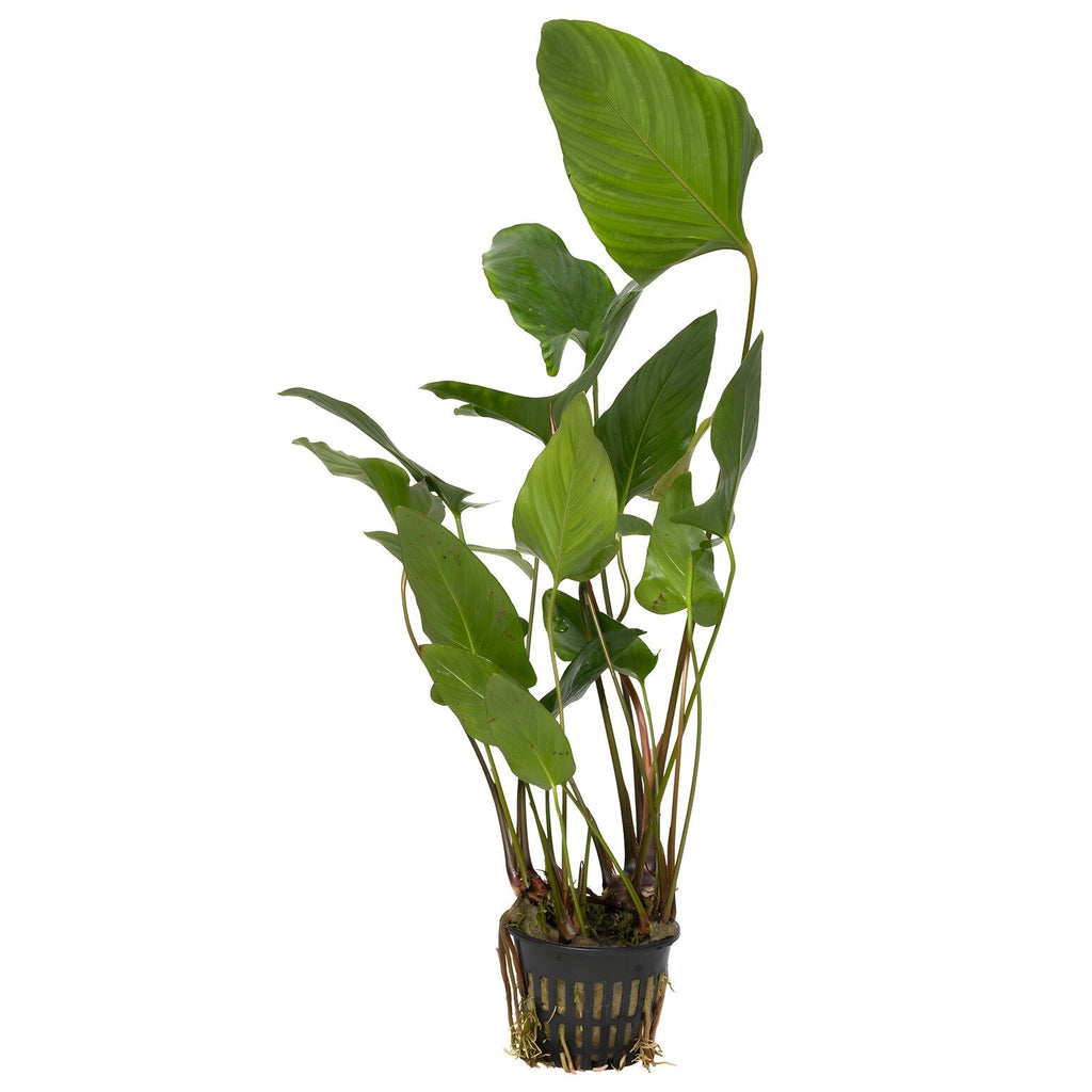 Anubias hastifolia