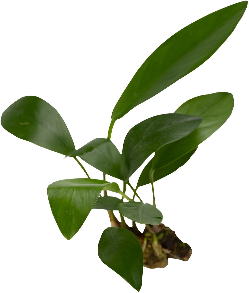 Anubias congensis