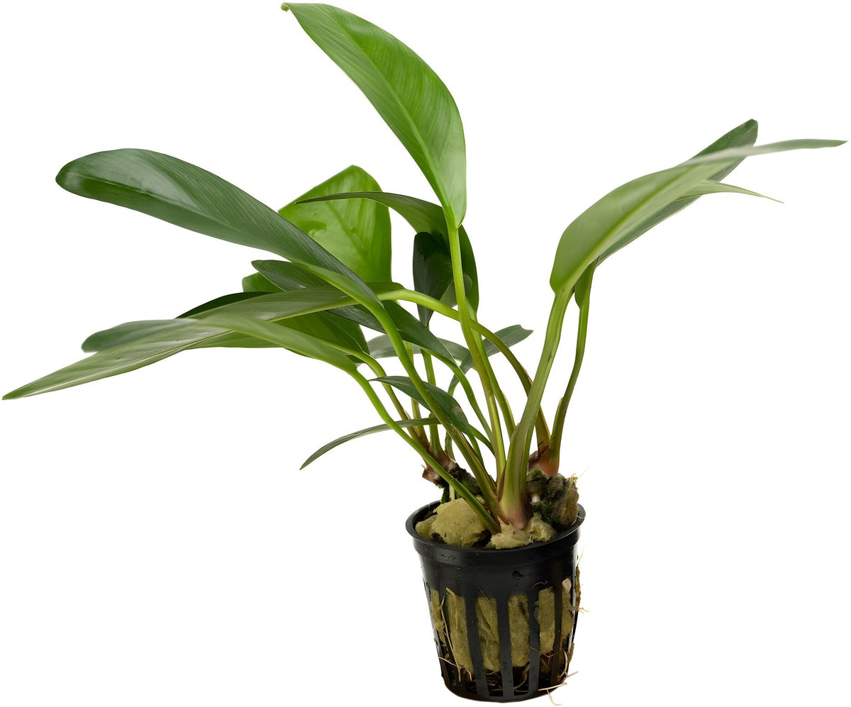 Anubias congensis