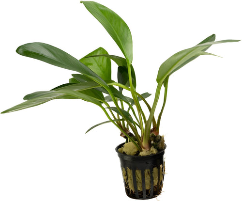 Anubias congensis