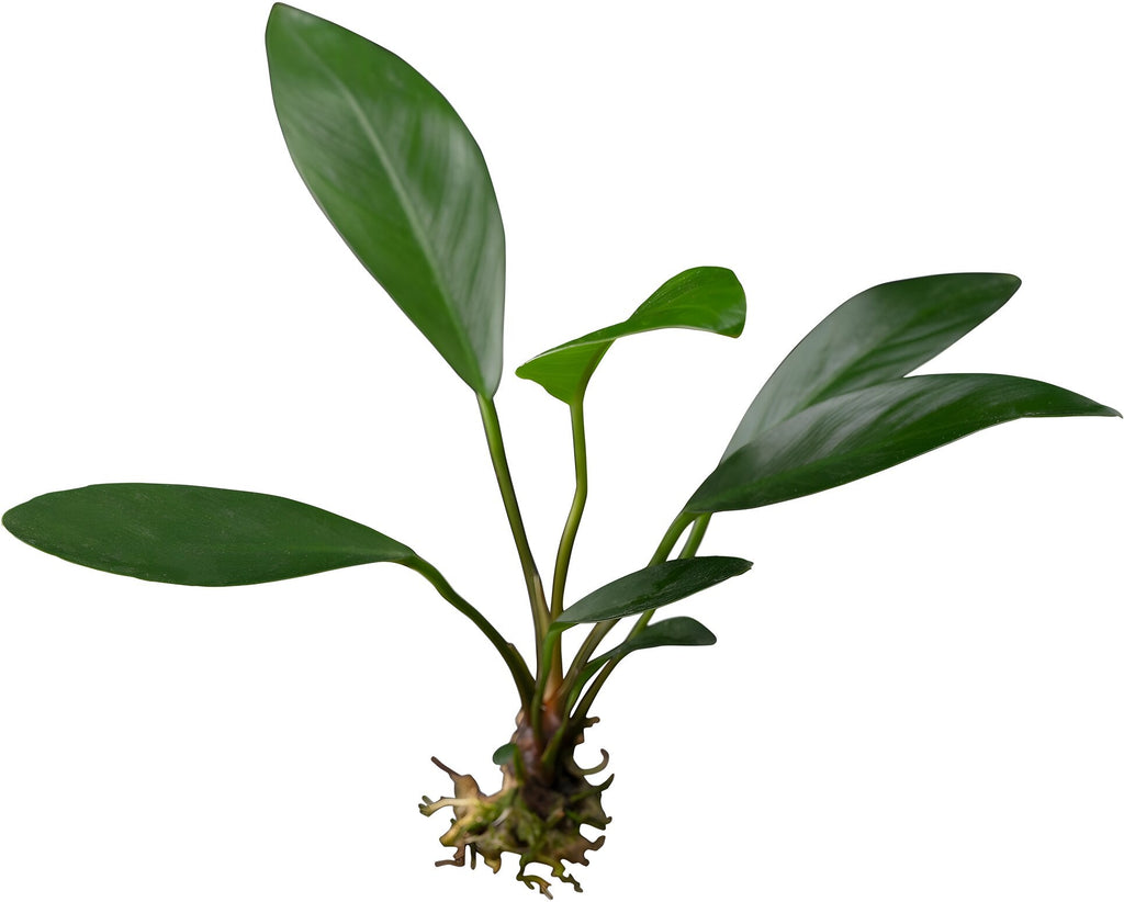 Anubias congensis