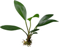 Anubias congensis