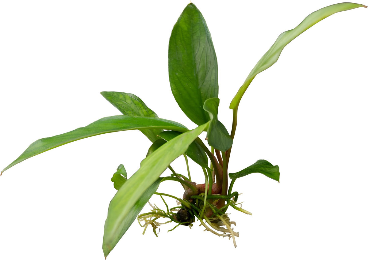 Anubias lanceolata