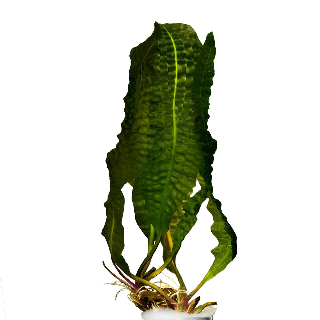 Aponogeton boivinianus
