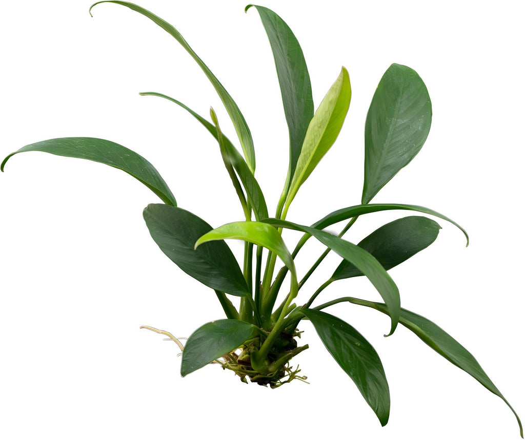 Anubias afzeli