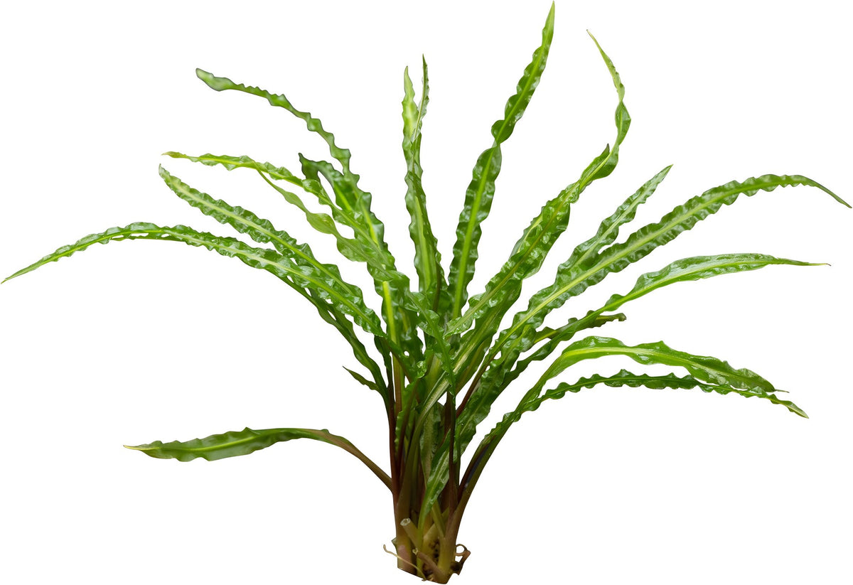 Cryptocoryne balansae