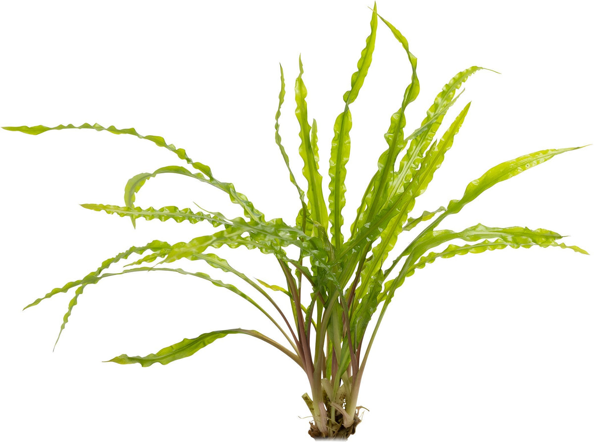 Cryptocoryne balansae