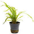 Cryptocoryne balansae