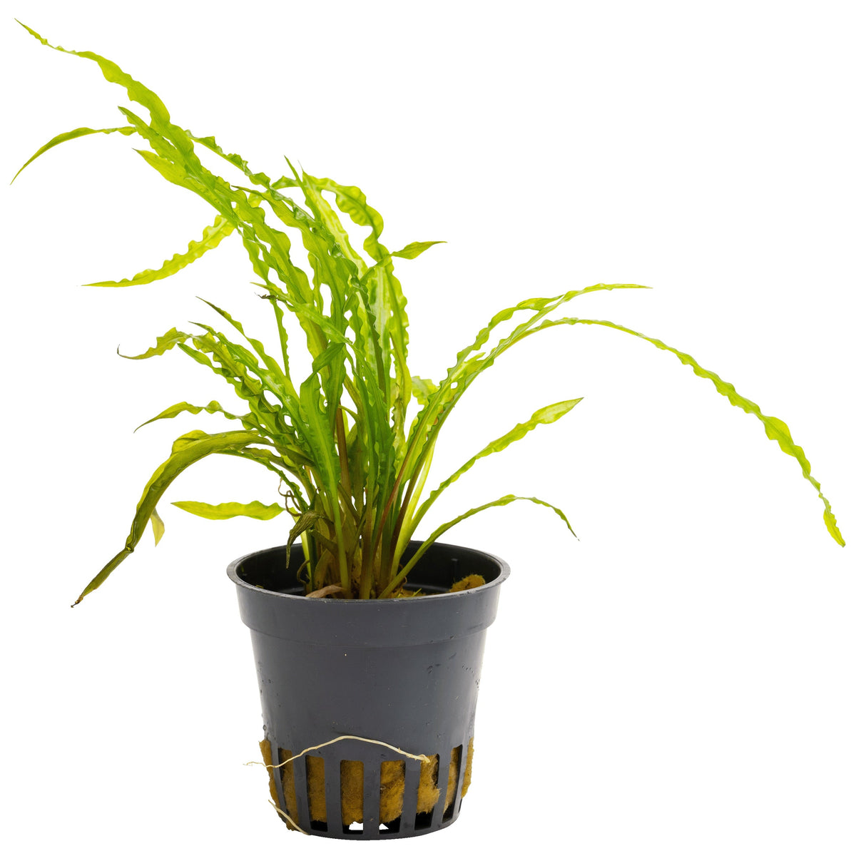 Cryptocoryne balansae