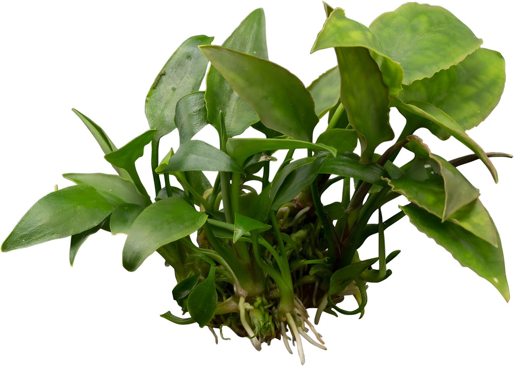Cryptocoryne pontederiifolia
