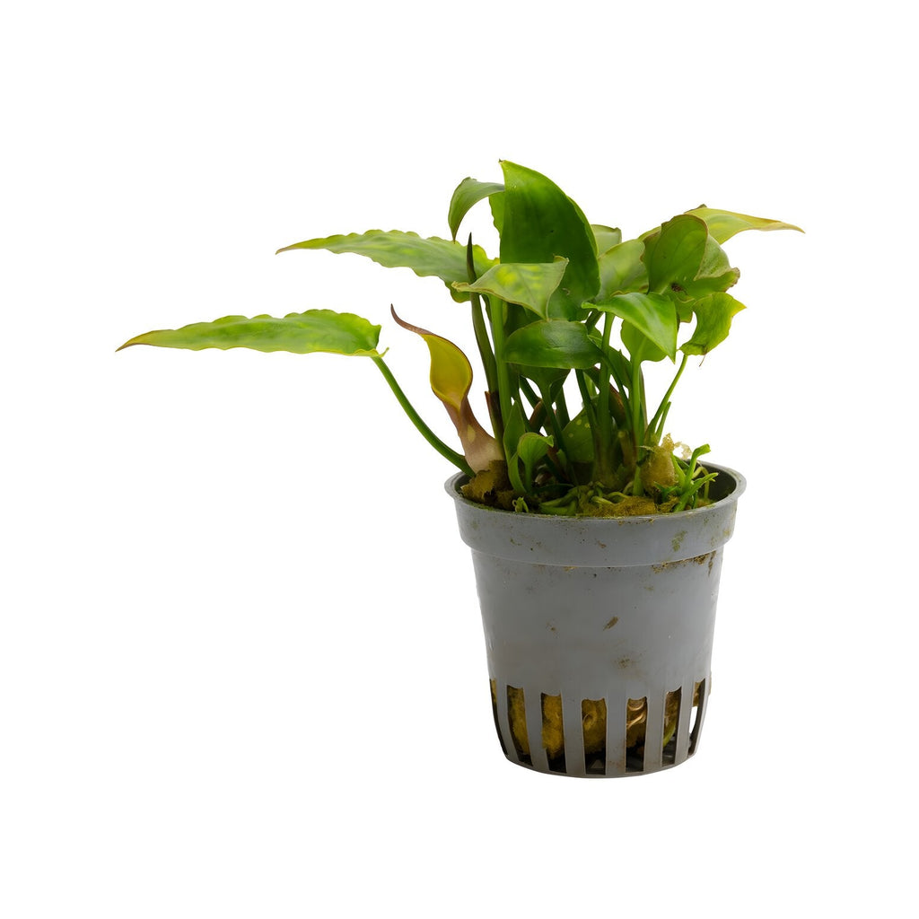 Cryptocoryne pontederiifolia