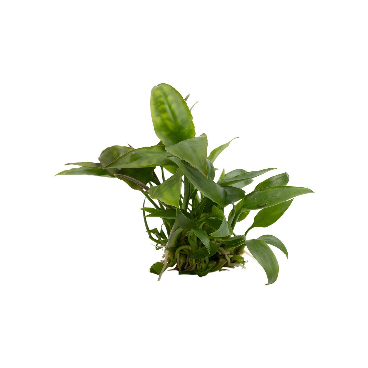 Cryptocoryne pontederiifolia