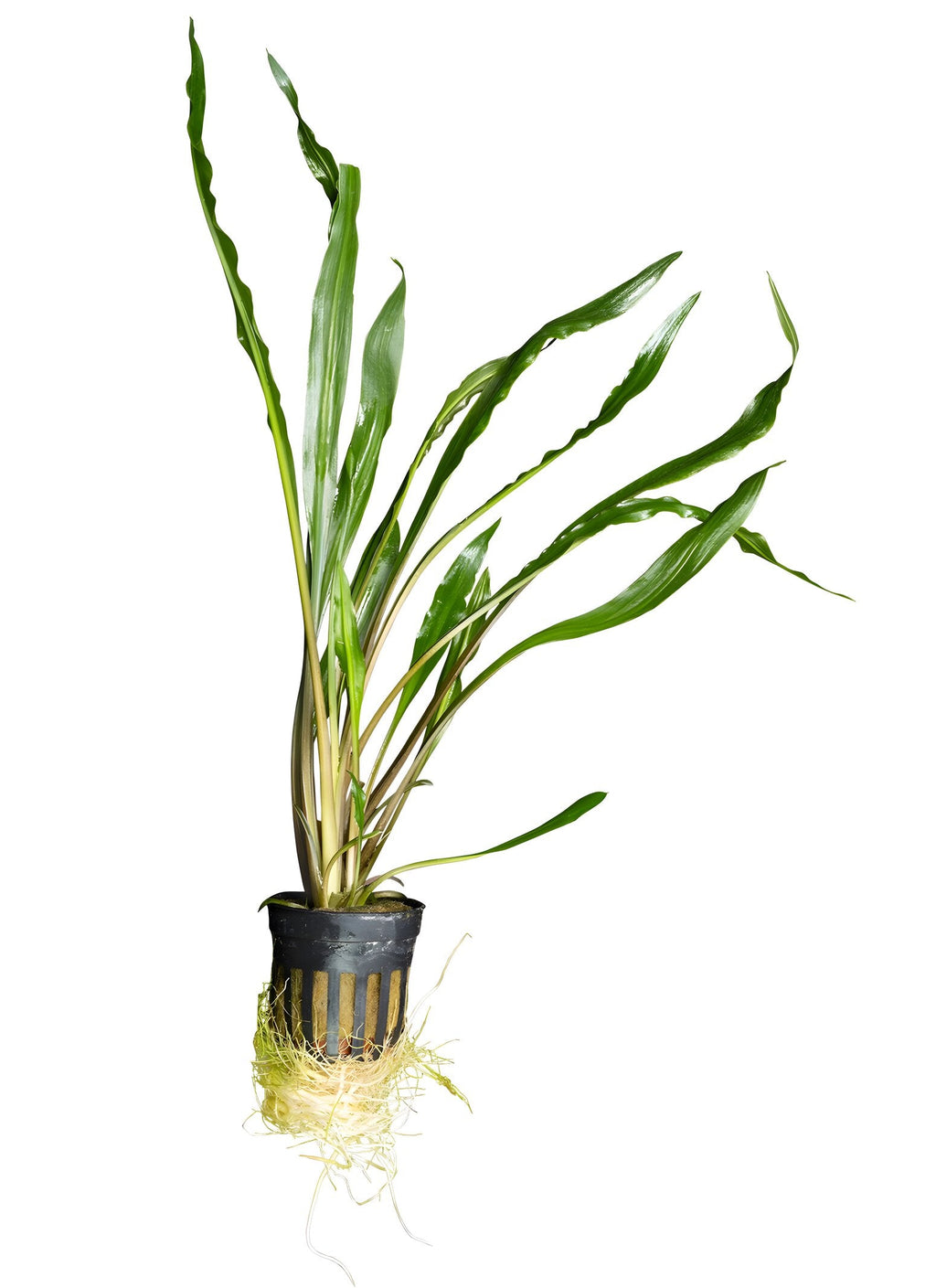 Cryptocoryne spiralis