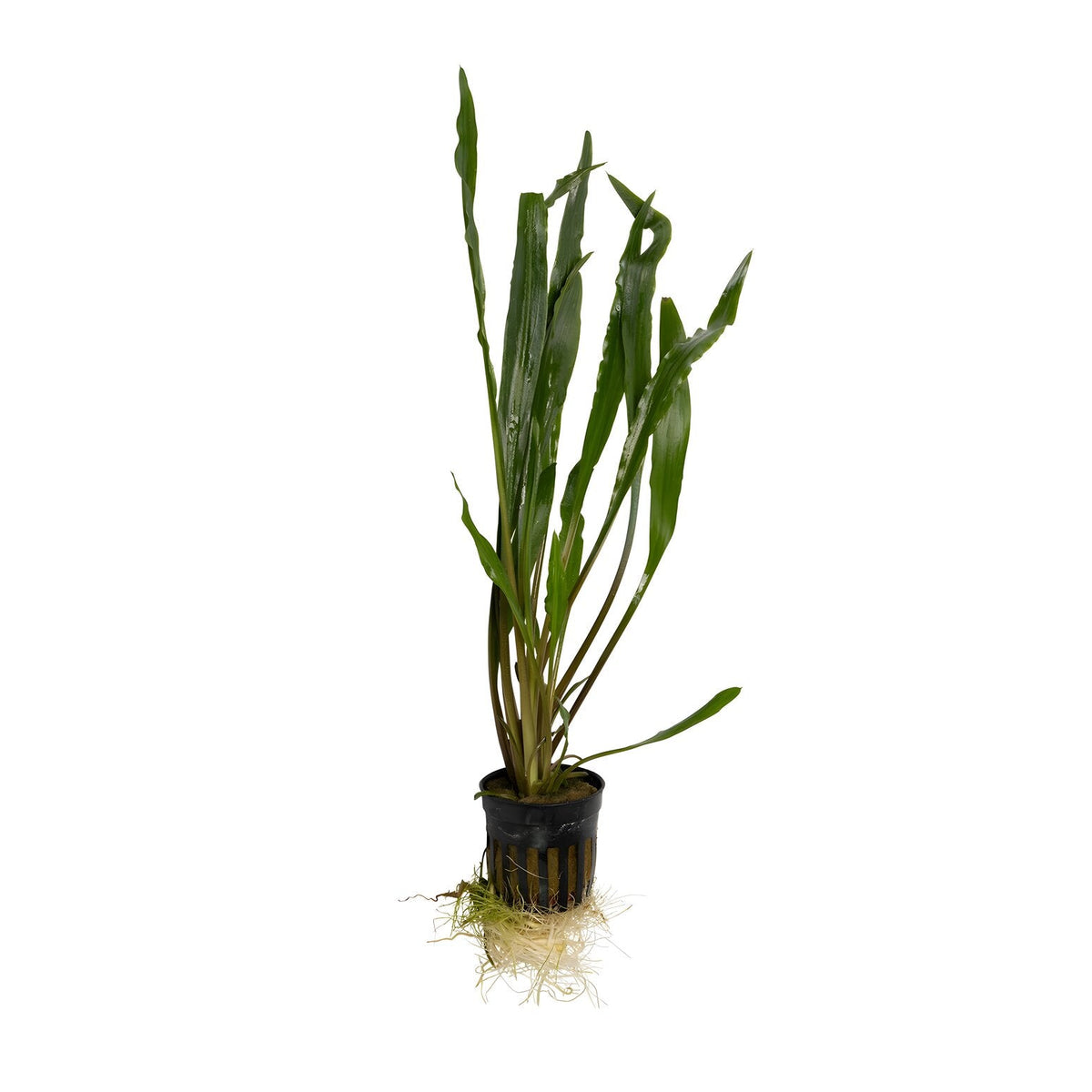 Cryptocoryne spiralis