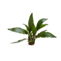 Cryptocoryne undulatus red