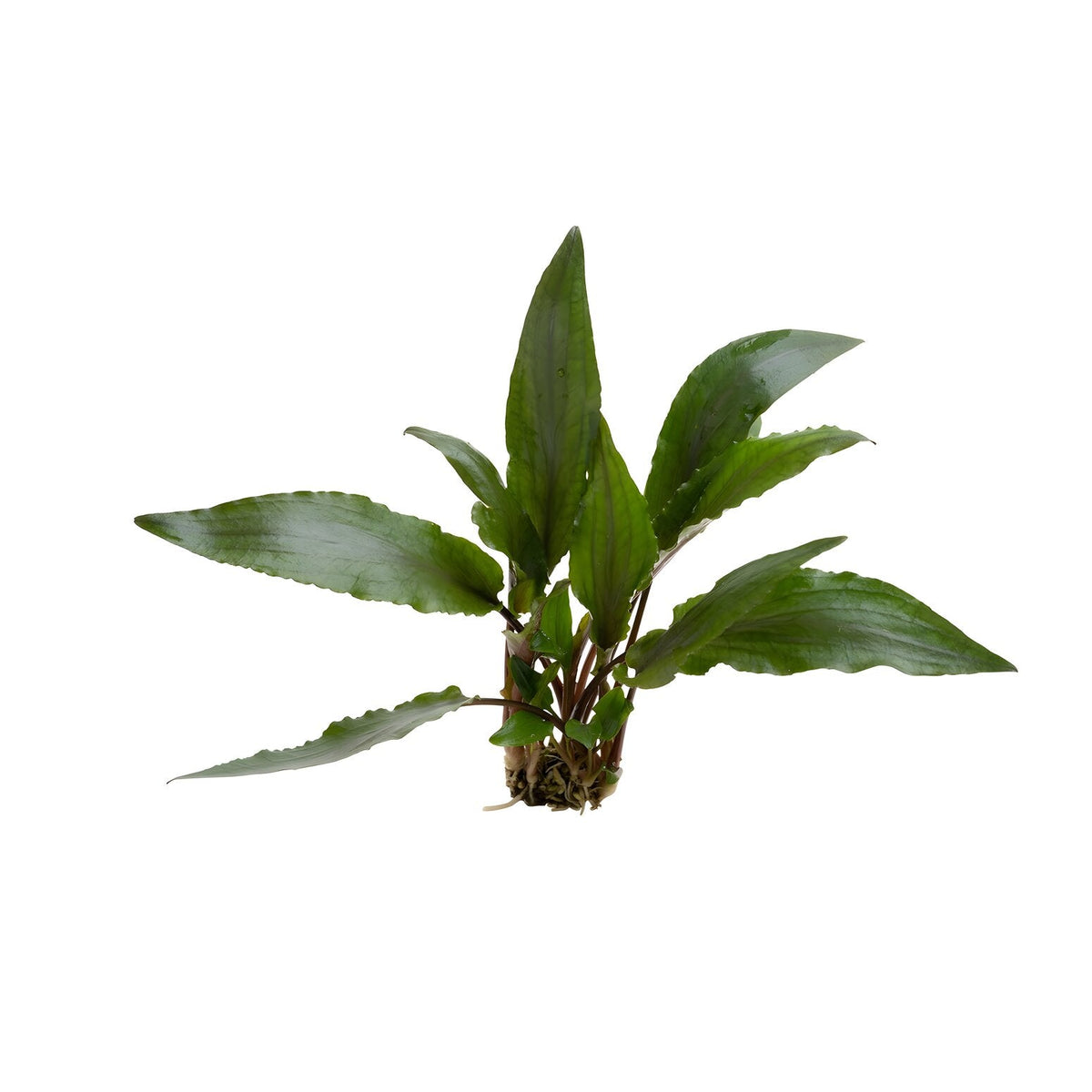 Cryptocoryne undulatus red