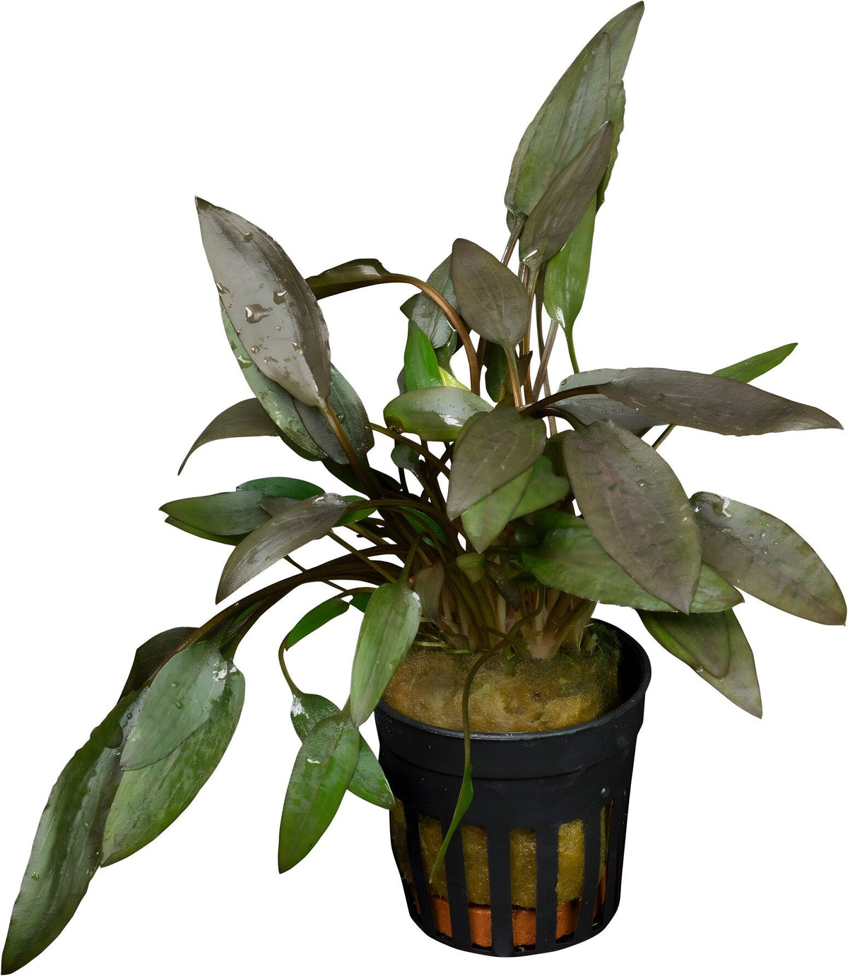 Cryptocoryne wendtii 'Brown'