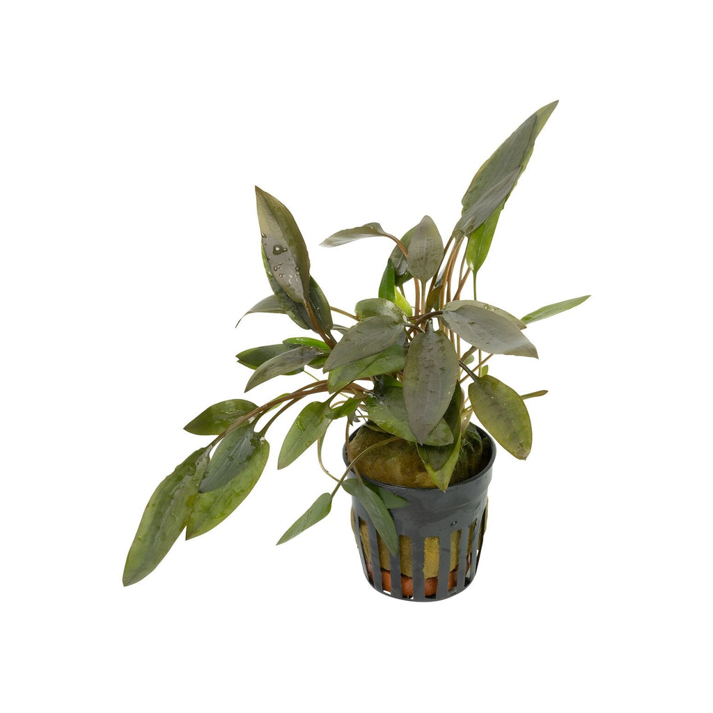 Cryptocoryne wendtii 'Brown'