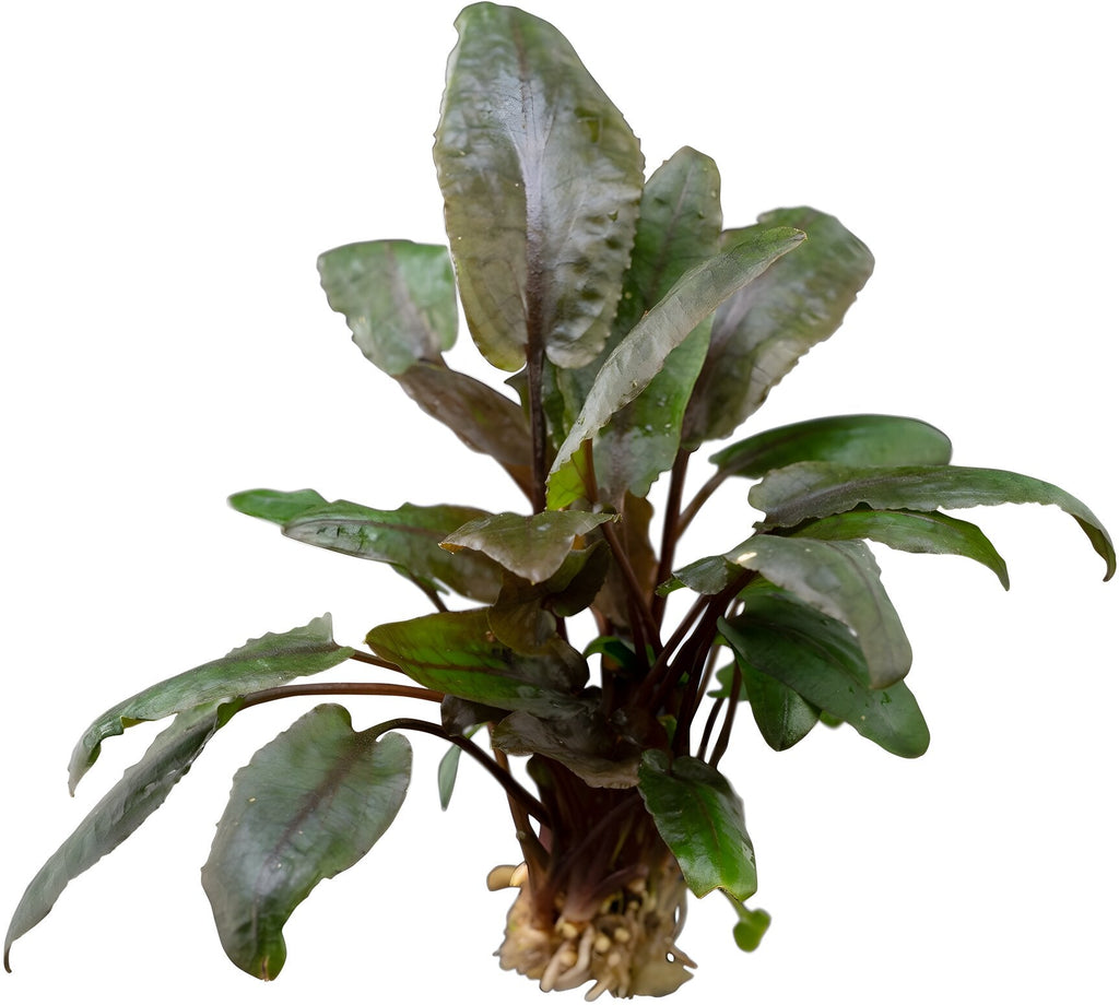 Cryptocoryne wendtii 'Mi Oya'