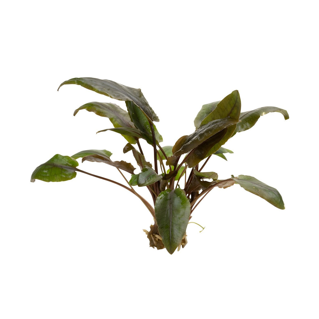 Cryptocoryne wendtii 'Mi Oya'