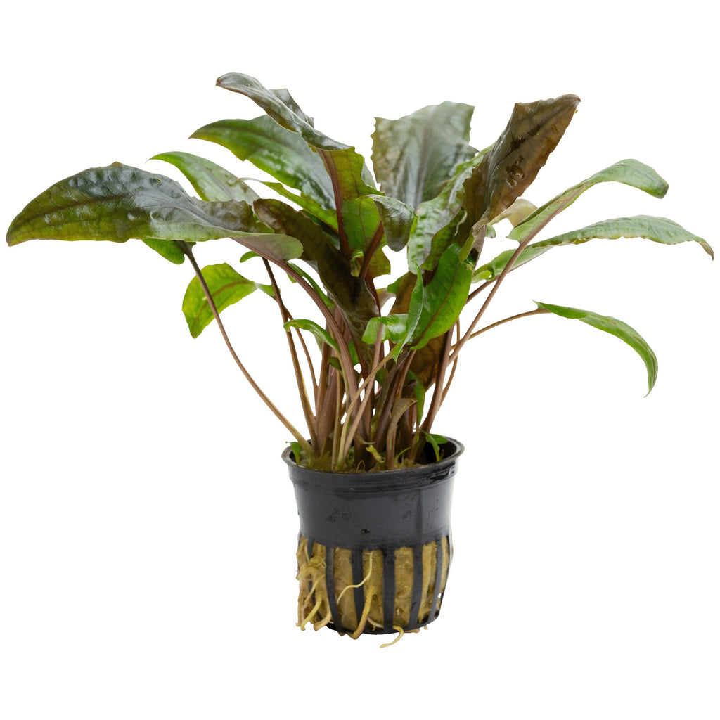 Cryptocoryne wendtii 'Mi Oya'