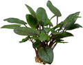 Cryptocoryne tropica