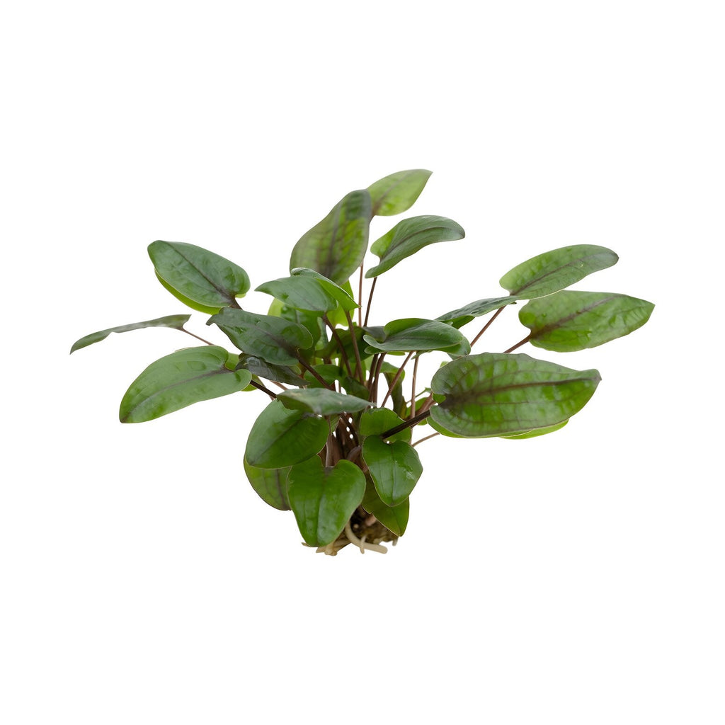 Cryptocoryne tropica