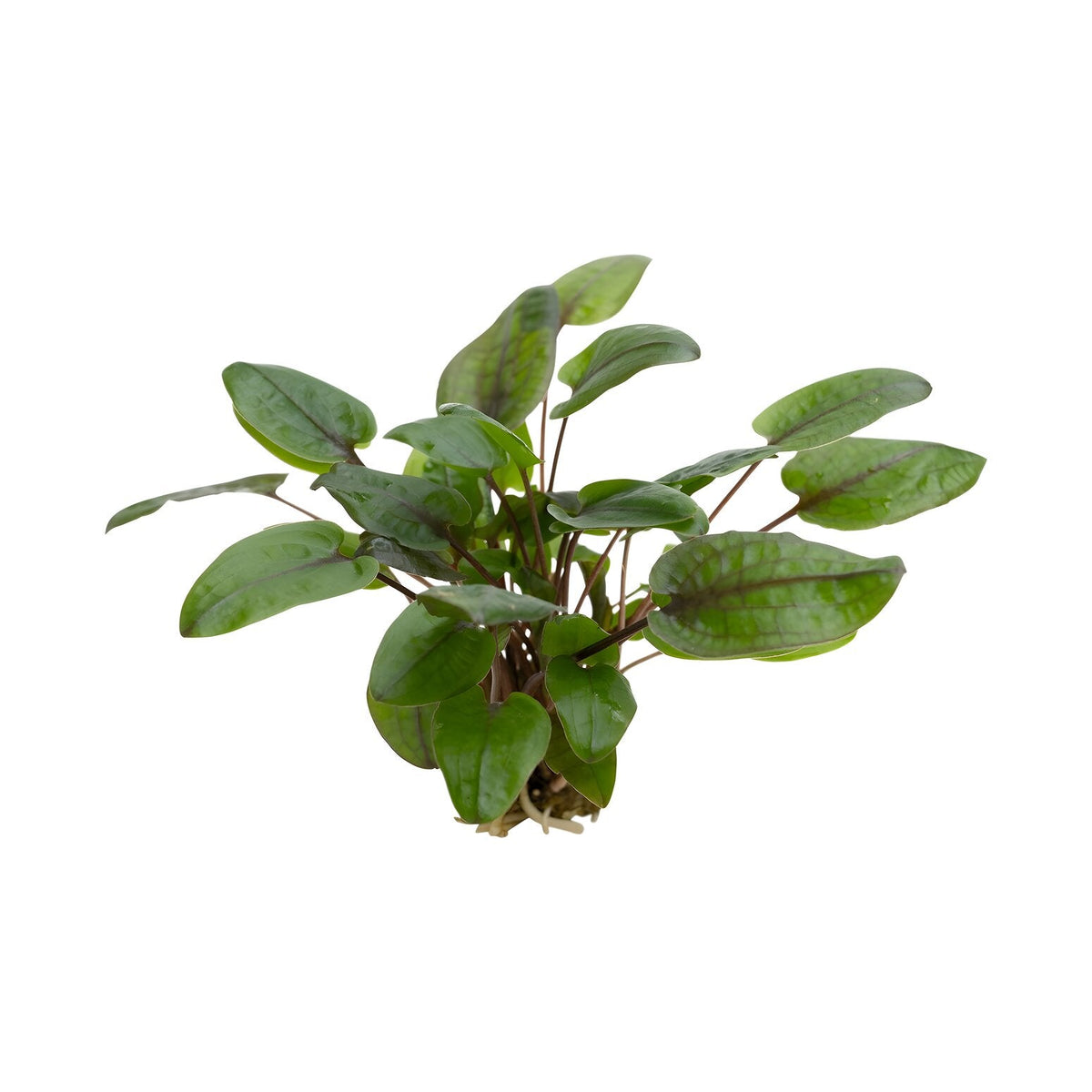 Cryptocoryne tropica
