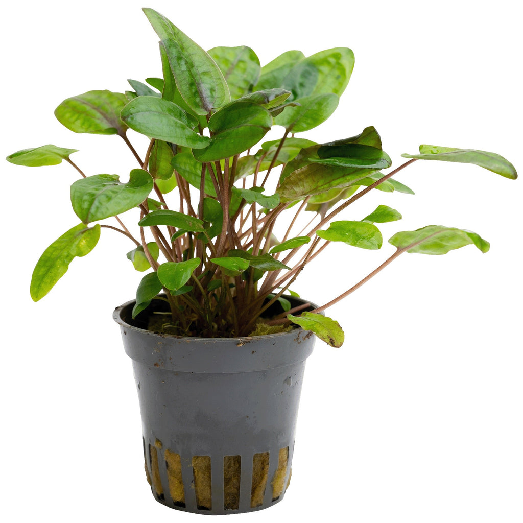 Cryptocoryne tropica
