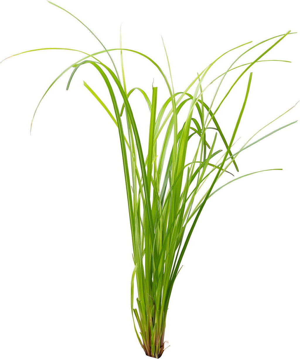 Cyperus helferi