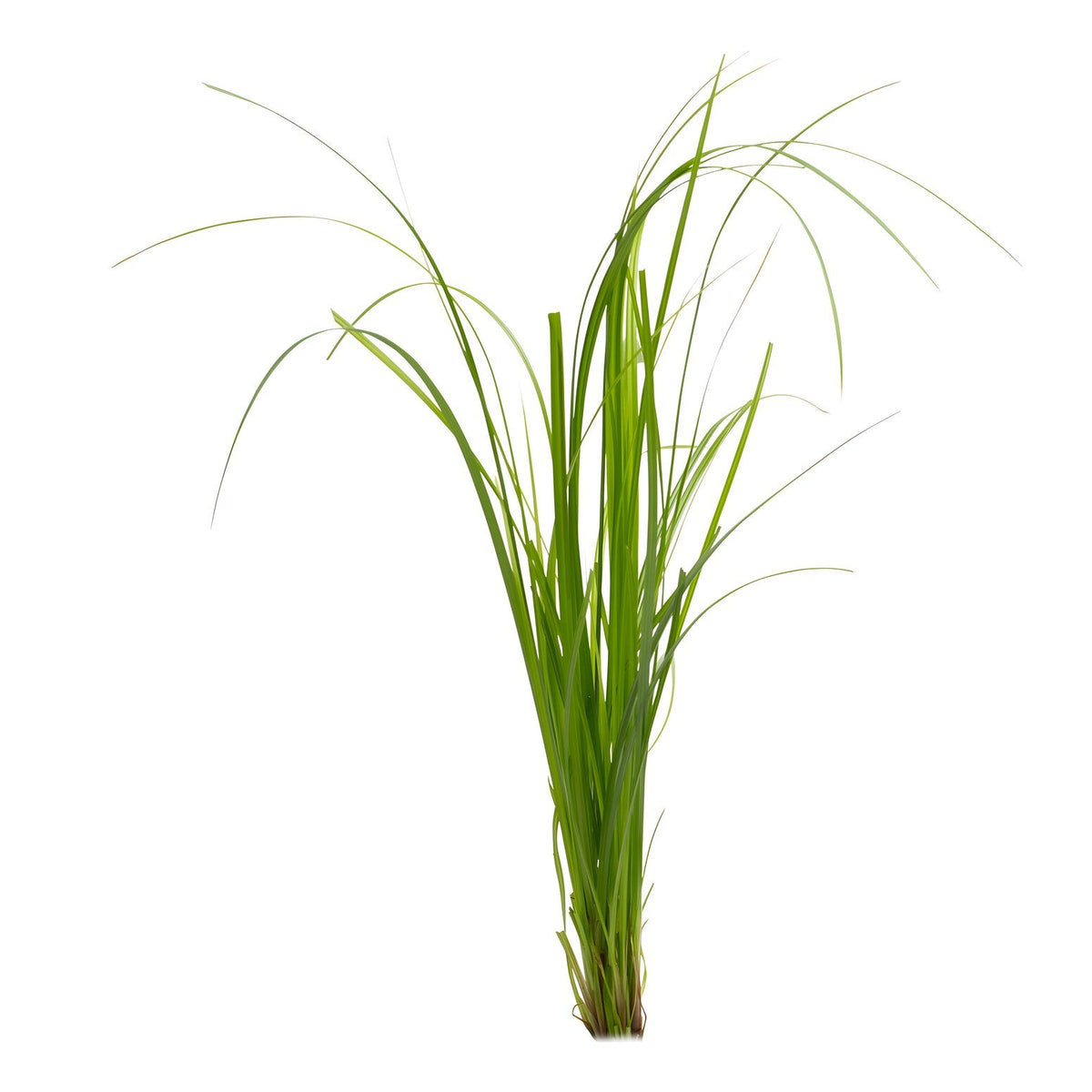 Cyperus helferi