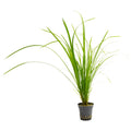 Cyperus helferi