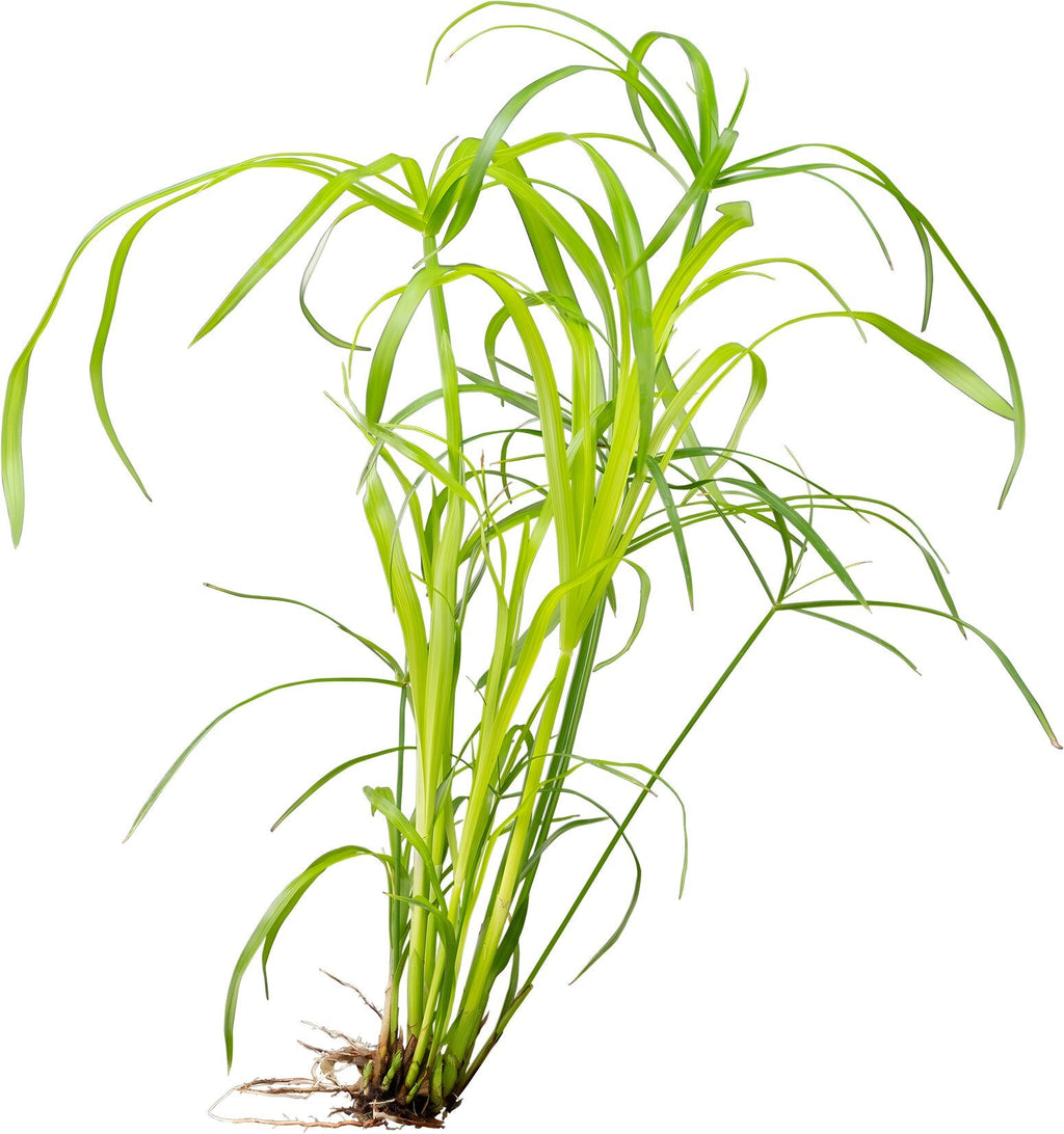 Cyperus alternifolius