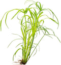 Cyperus alternifolius