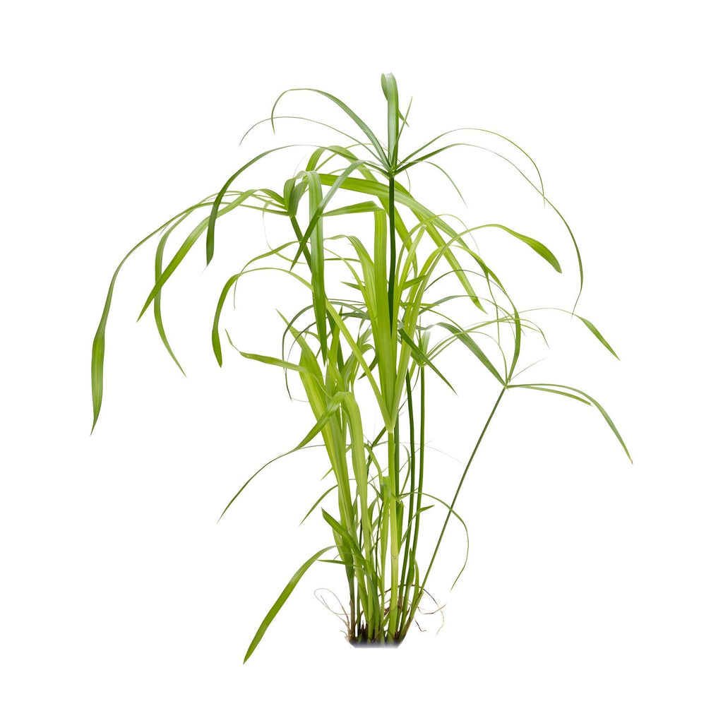 Cyperus alternifolius
