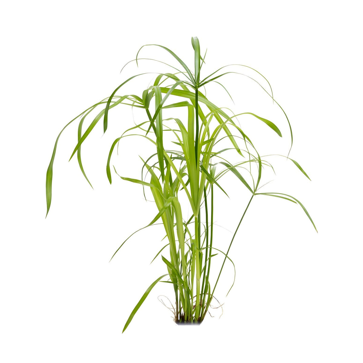 Cyperus alternifolius