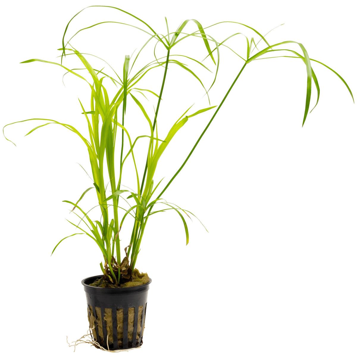 Cyperus alternifolius