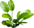 Echinodorus 'Aquartica'
