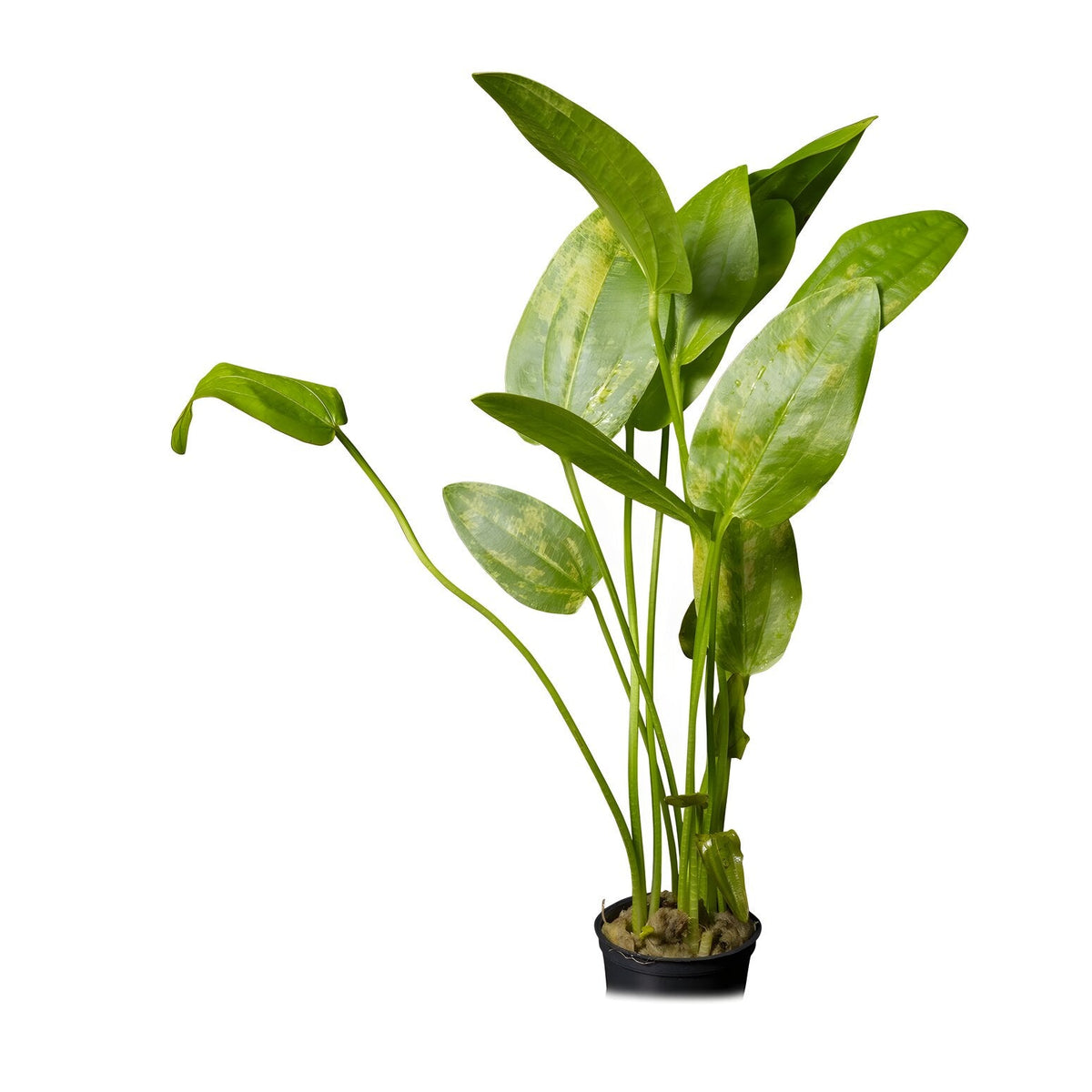 Echinodorus cordifolius 'Tropica Marble Queen'